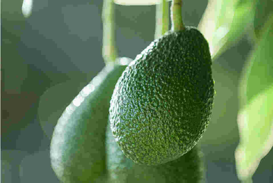 New Zealand welcomes the global avocado community ahead of 2023 World Avocado Congress